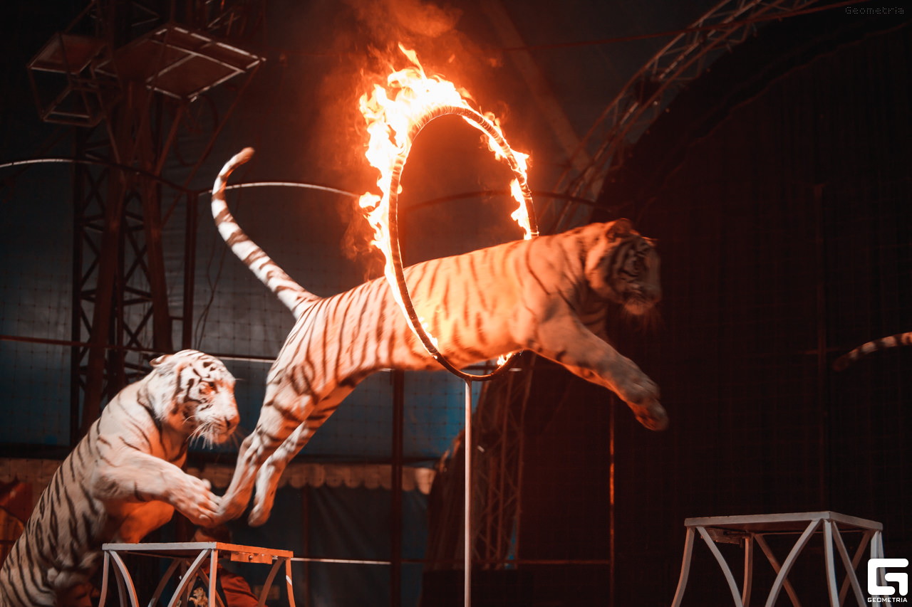 Цирк белые тигры