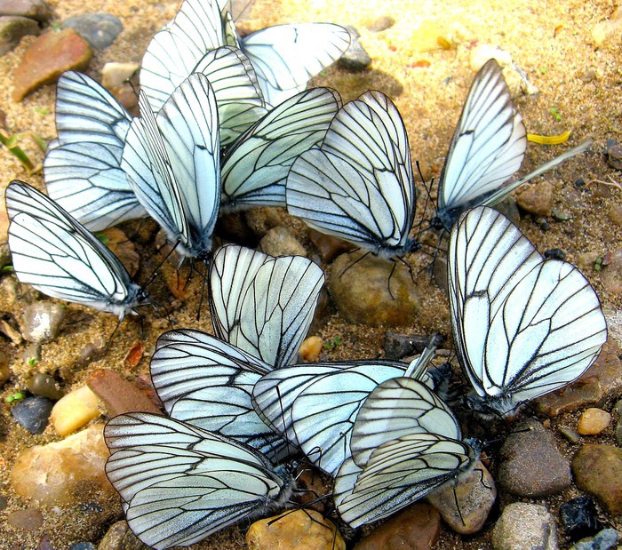 Бабочки Перми Секс