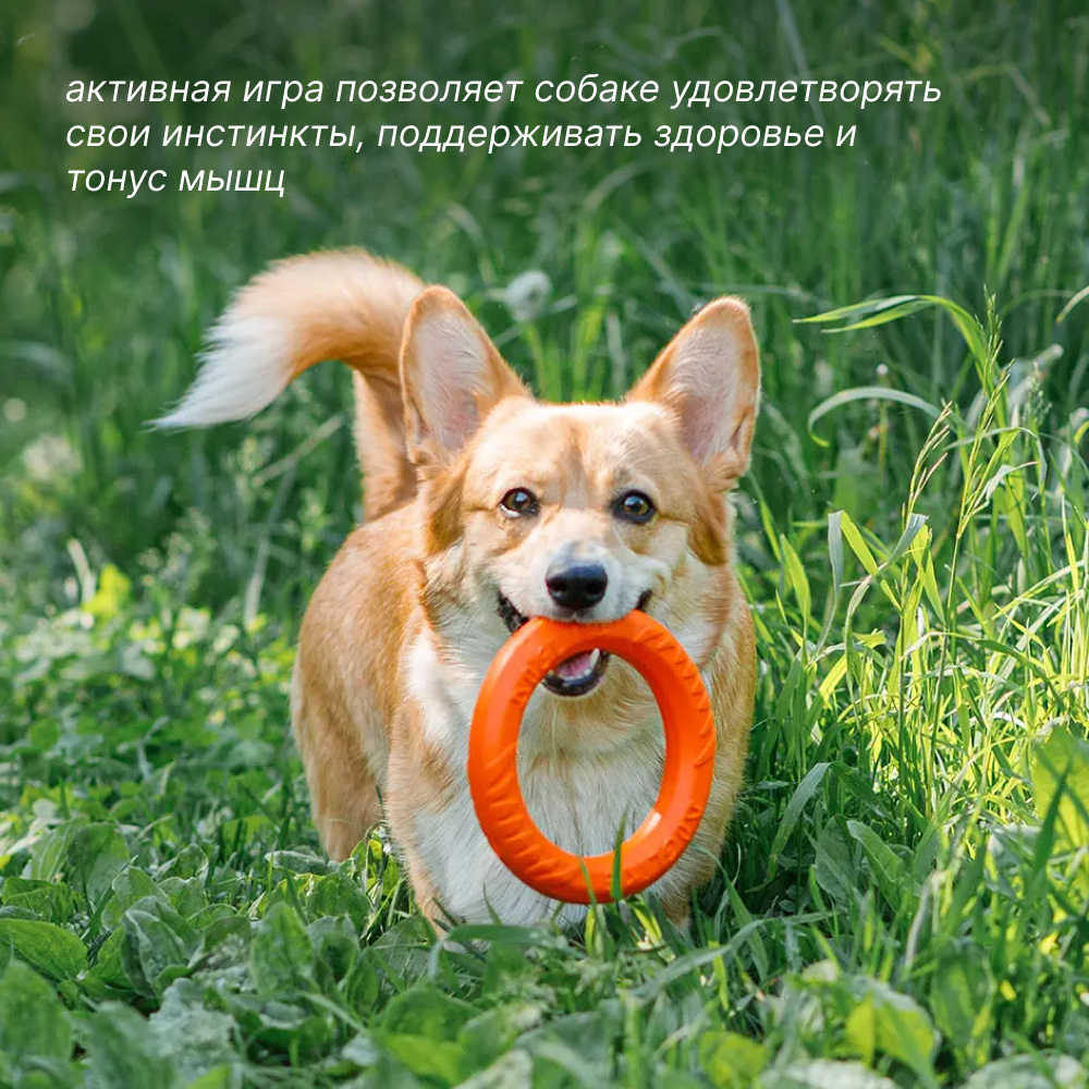 Pet hobby Игрушка для собак Кольцо крохотное TugAndTwist, диаметр 12,5 см, оранжевое, Оранжевый
Pet hobby Игрушка для собак Кольцо крохотное TugAndTwist, диаметр 12,5 см, оранжевое, Оранжевый