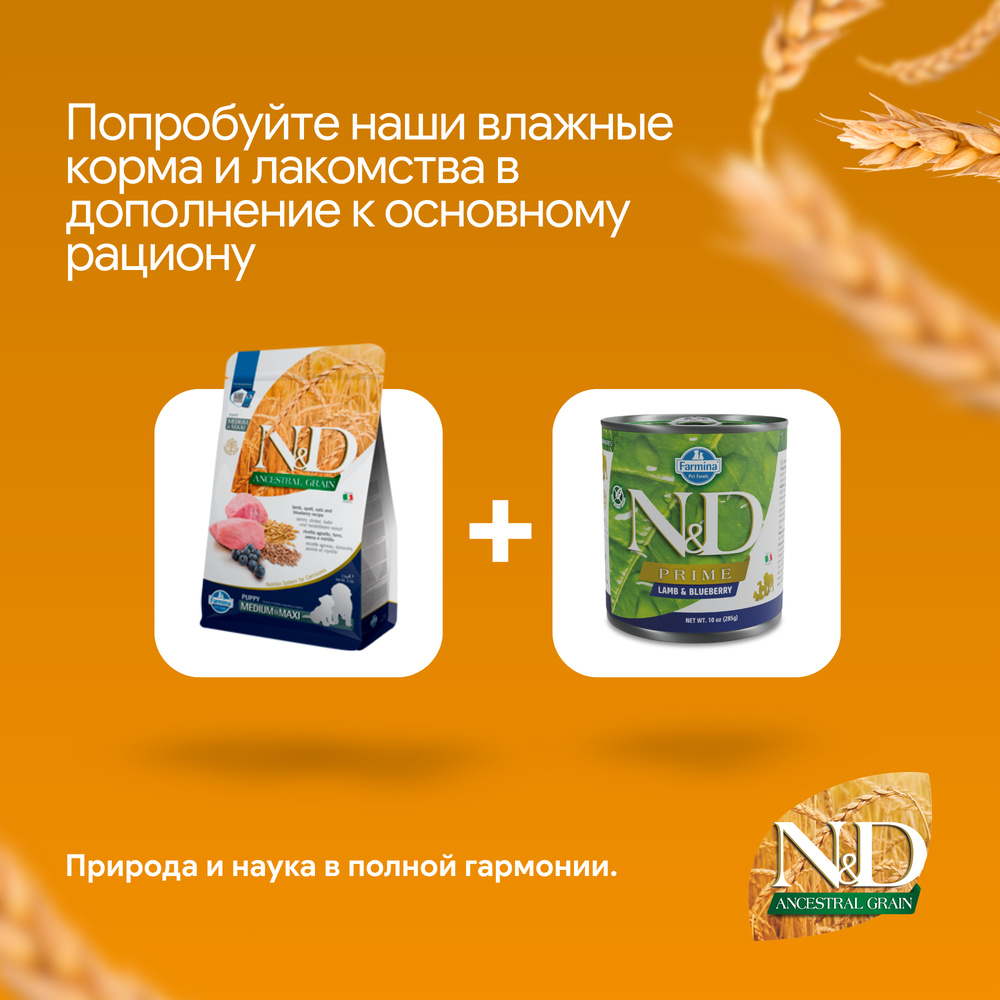 Farmina ND Mini Сухой низкозерновой корм для взрослых собак мелких пород, с ягненком, спельтой, овсом и черникой, 2,5 кг
Farmina ND Mini Сухой низкозерновой корм для взрослых собак мелких пород, с ягненком, спельтой, овсом и черникой, 2,5 кг