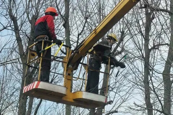 обрезка деревьев.jpg (431 KB)