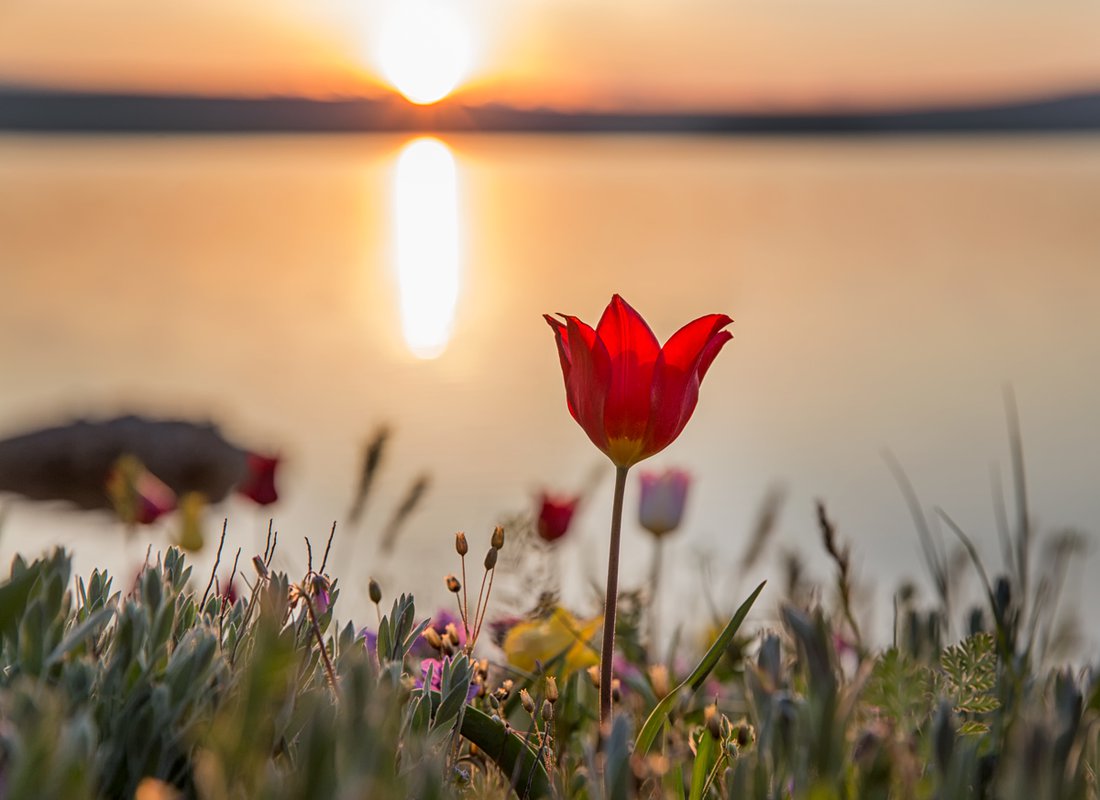 Кояшское озеро тюльпаны Дикие