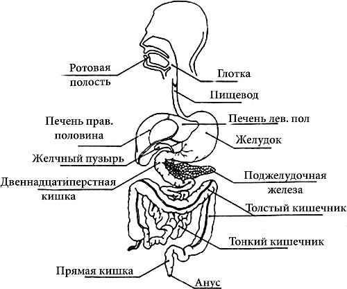 Выберите три верно обозначенные подписи к рисунку строение пищеварительной системы