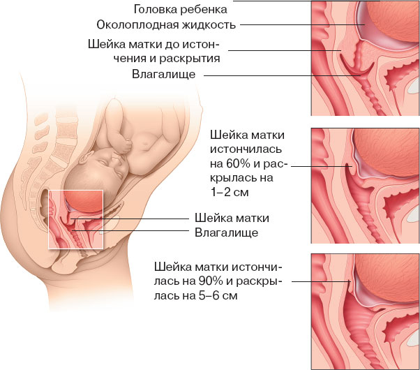 Что Происходит Внутри Во Время Секса