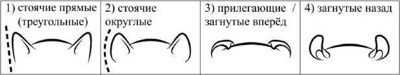 Иллюстрация к заданию, рис.3