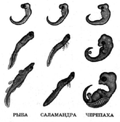 Иллюстрация к заданию, рис.1