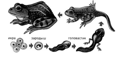 Иллюстрация к заданию, рис.1