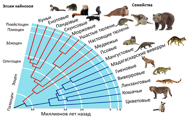 Общебиологические закономерности, задание 25, рис.1