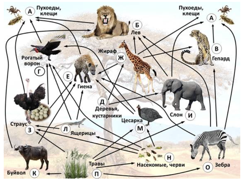 Иллюстрация к заданию, рис.1