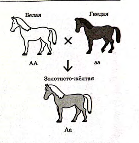 Признаки и свойства живых организмов, задание 1, рис.1