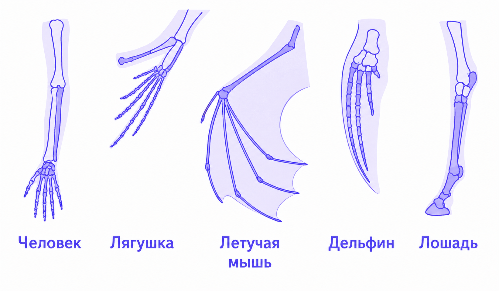 Иллюстрация к заданию, рис.1