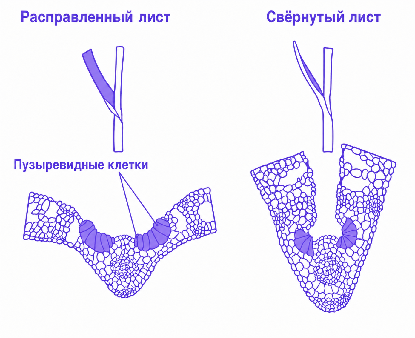Иллюстрация к заданию, рис.1