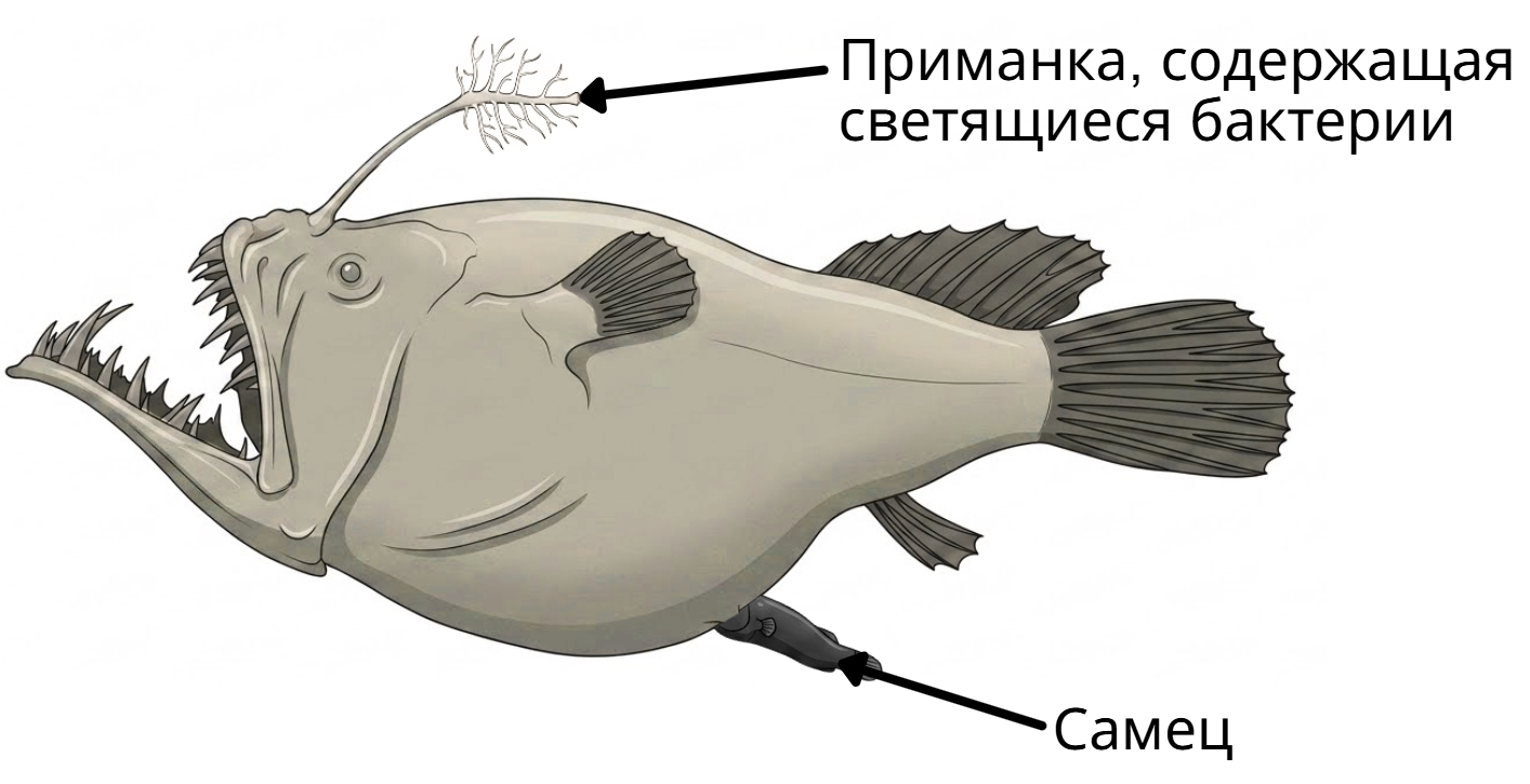 Иллюстрация к заданию, рис.1