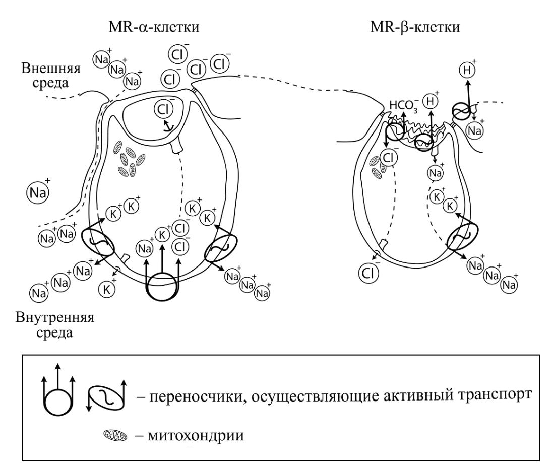 Иллюстрация к заданию, рис.1
