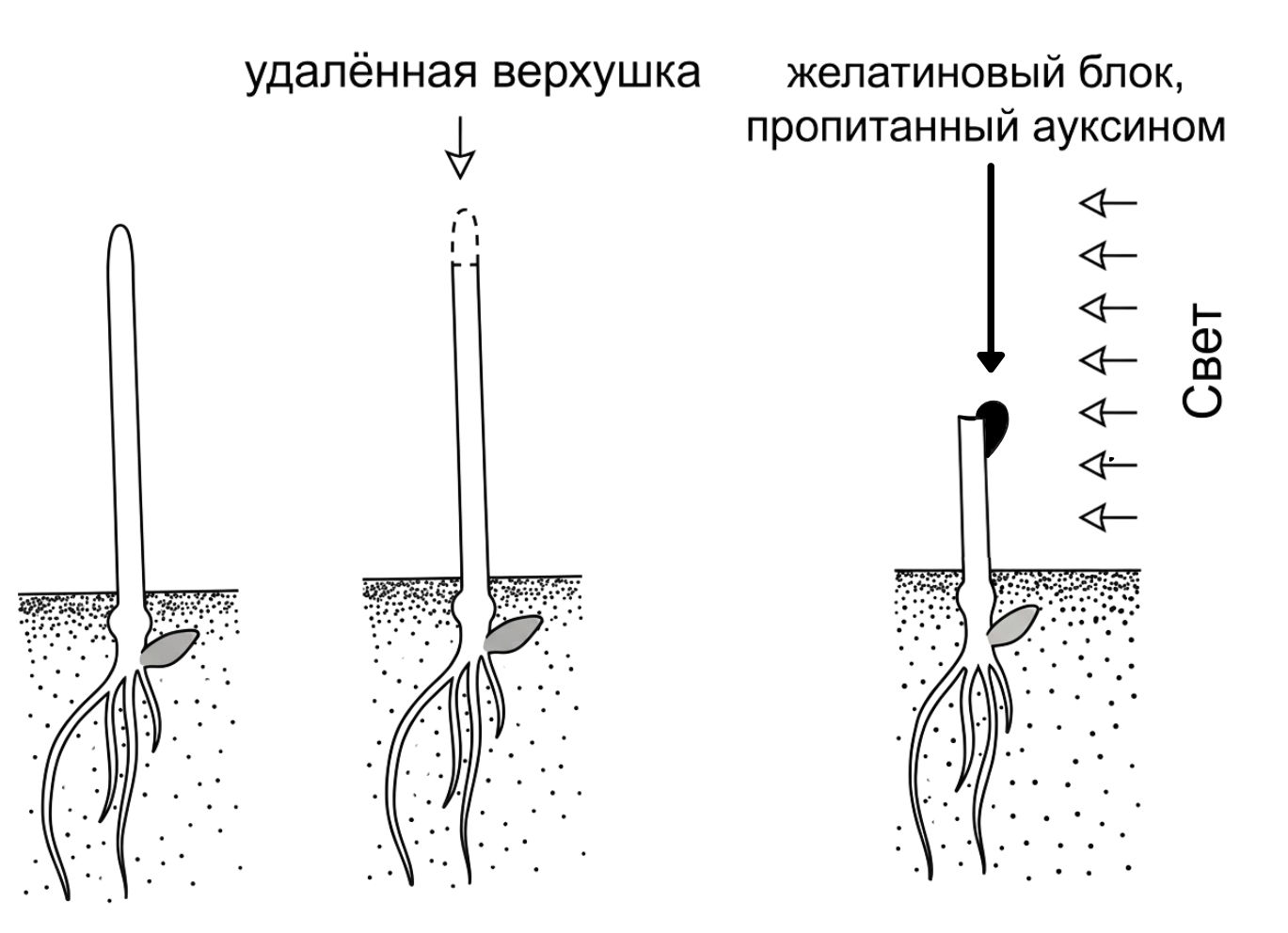 Иллюстрация к заданию, рис.1
