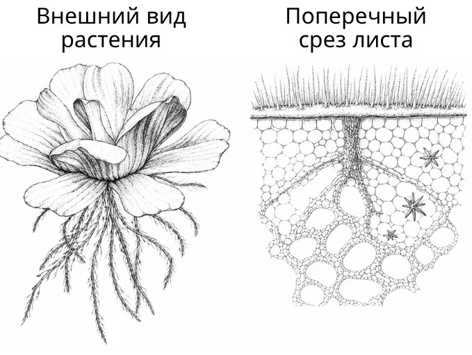Иллюстрация к заданию, рис.1