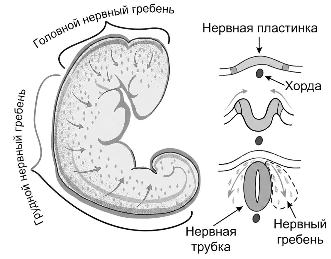 Иллюстрация к заданию, рис.1
