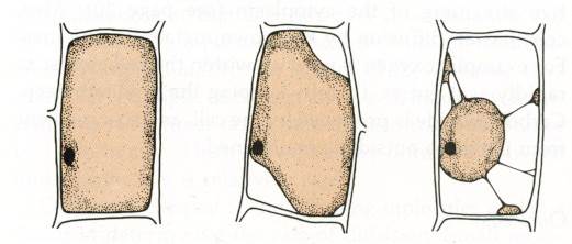 Биология, задание 1, рис.1