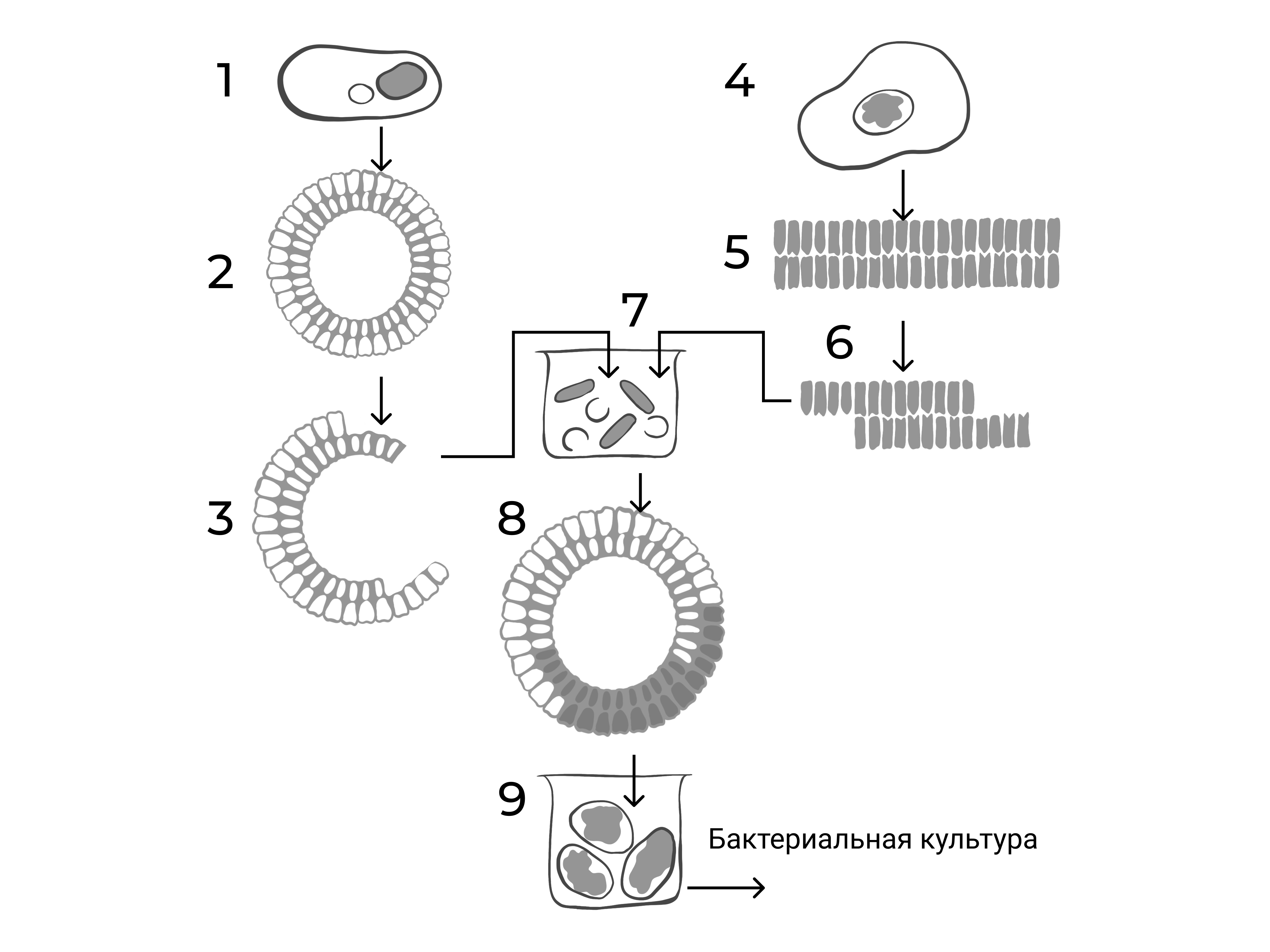 Иллюстрация к заданию, рис.1