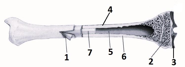 Иллюстрация к заданию, рис.1