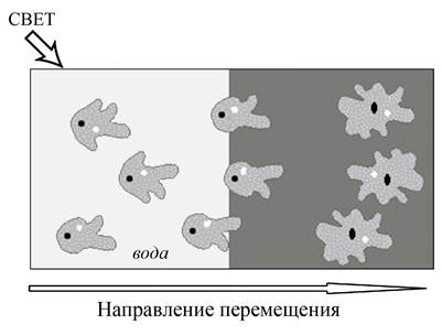 Иллюстрация к заданию, рис.1