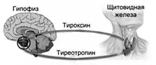 Иллюстрация к заданию, рис.1