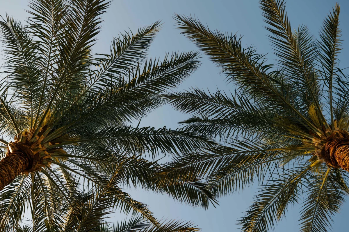 Baron Palms Sharm El Sheikh (16+): фото отеля
