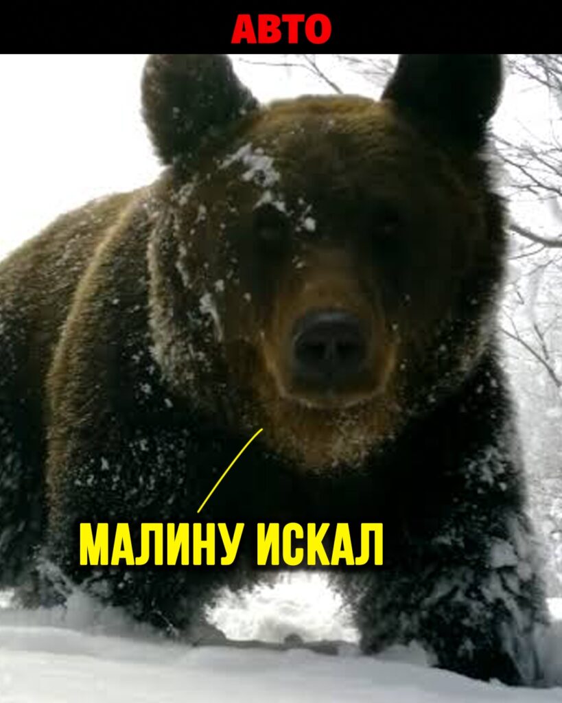 Медведь на парковке в Ивделе: необычный случай повреждения автомобилей на Урале