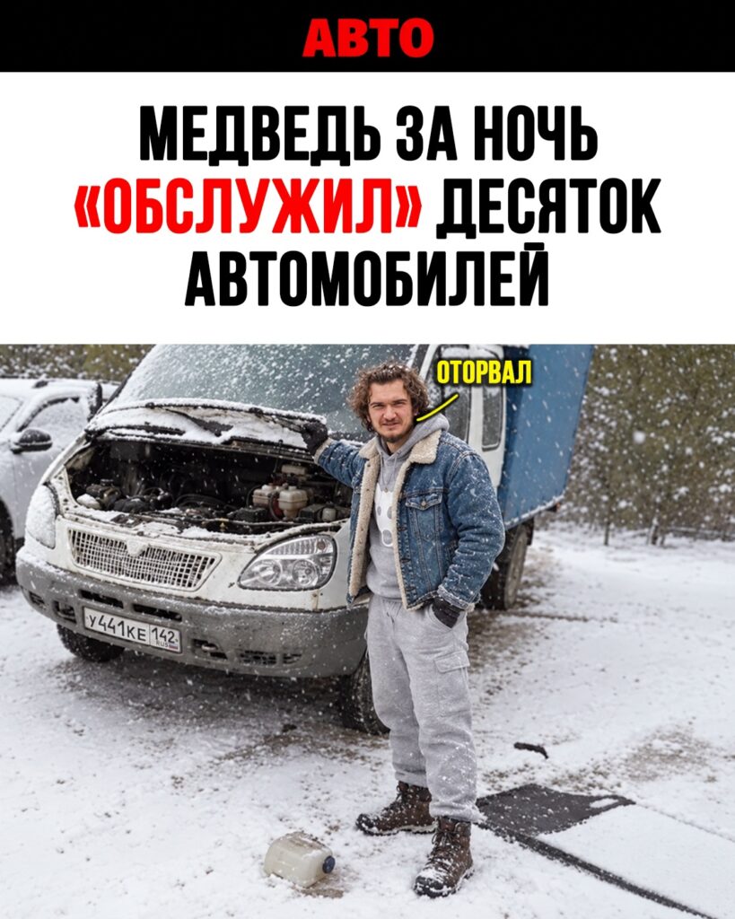 Медведь на парковке в Ивделе: необычный случай повреждения автомобилей на Урале