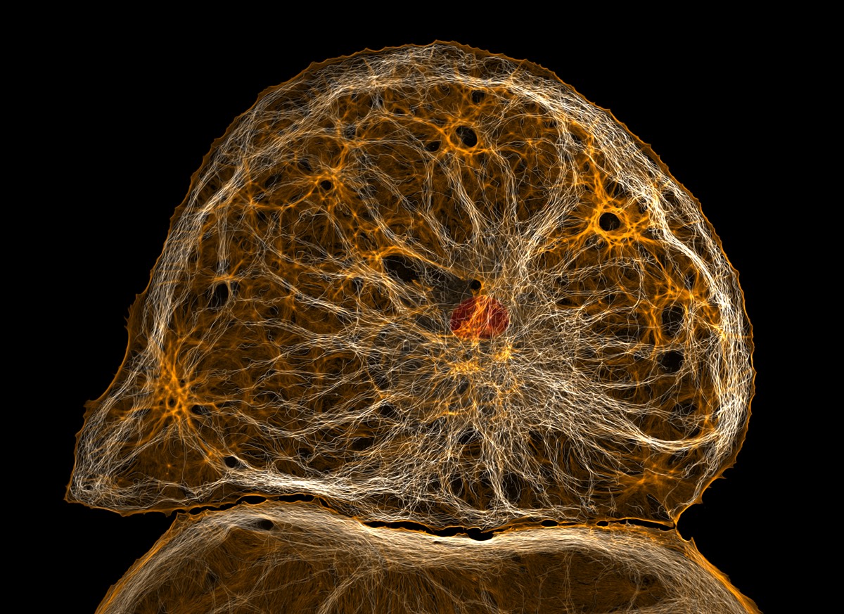 Капли чернил в полёте: немецкий фотограф победил в Nikon Small World 2026