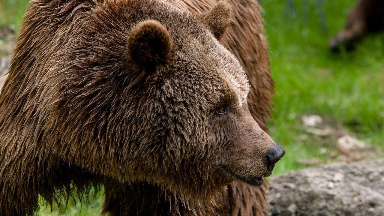 В Красноярском крае ликвидировали 1045 потенциально опасных медведей
