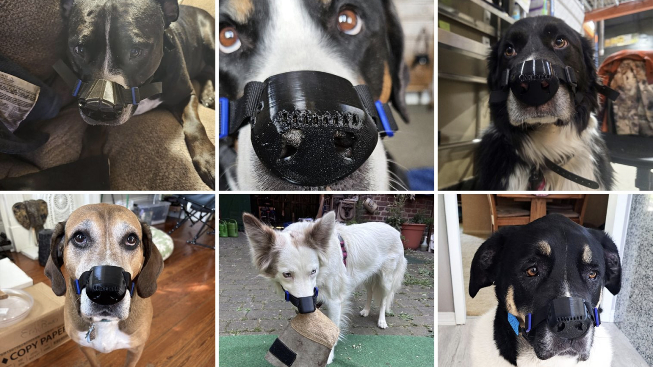 3D-печатные накладки для собак: проект SnoutCover обслужил более 500 питомцев