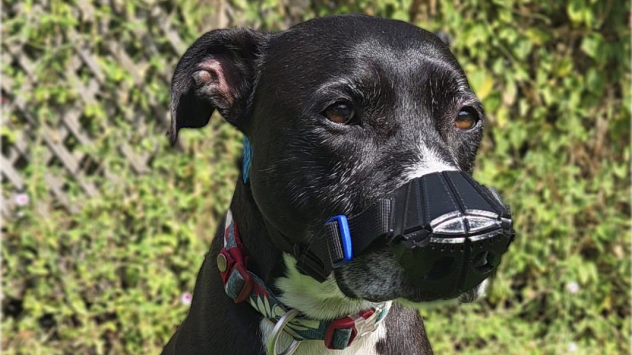 3D-печатные накладки для собак: проект SnoutCover обслужил более 500 питомцев