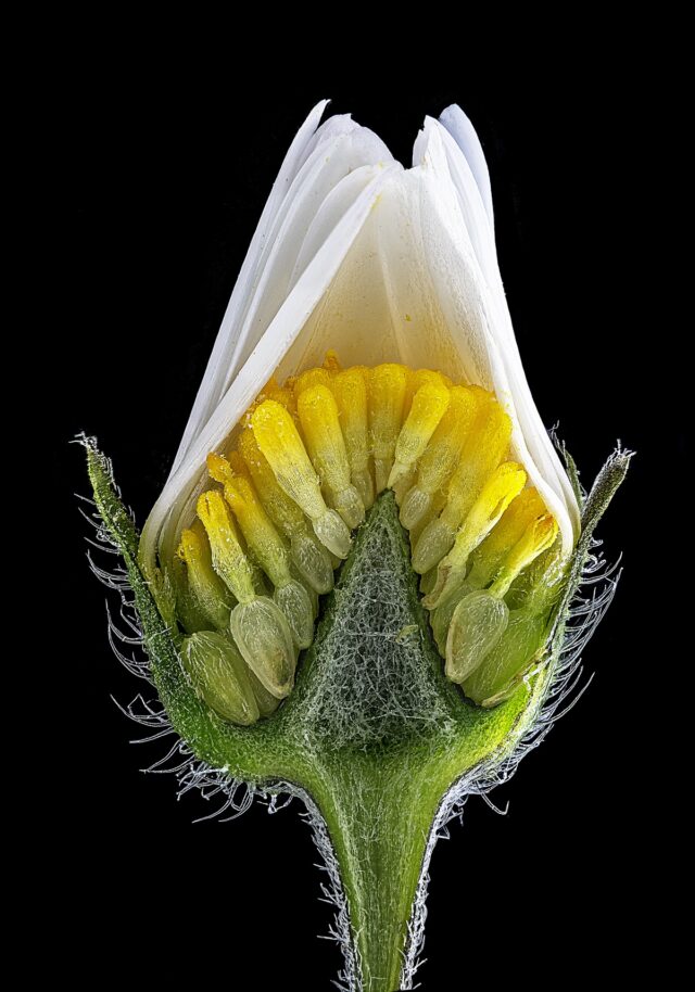 Капли чернил в полёте: немецкий фотограф победил в Nikon Small World 2026