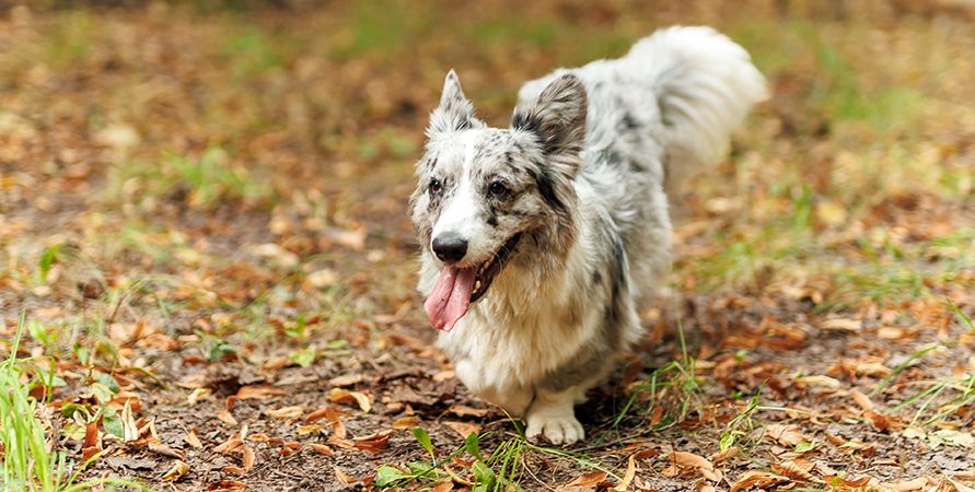 Сколько кормить собаку в день