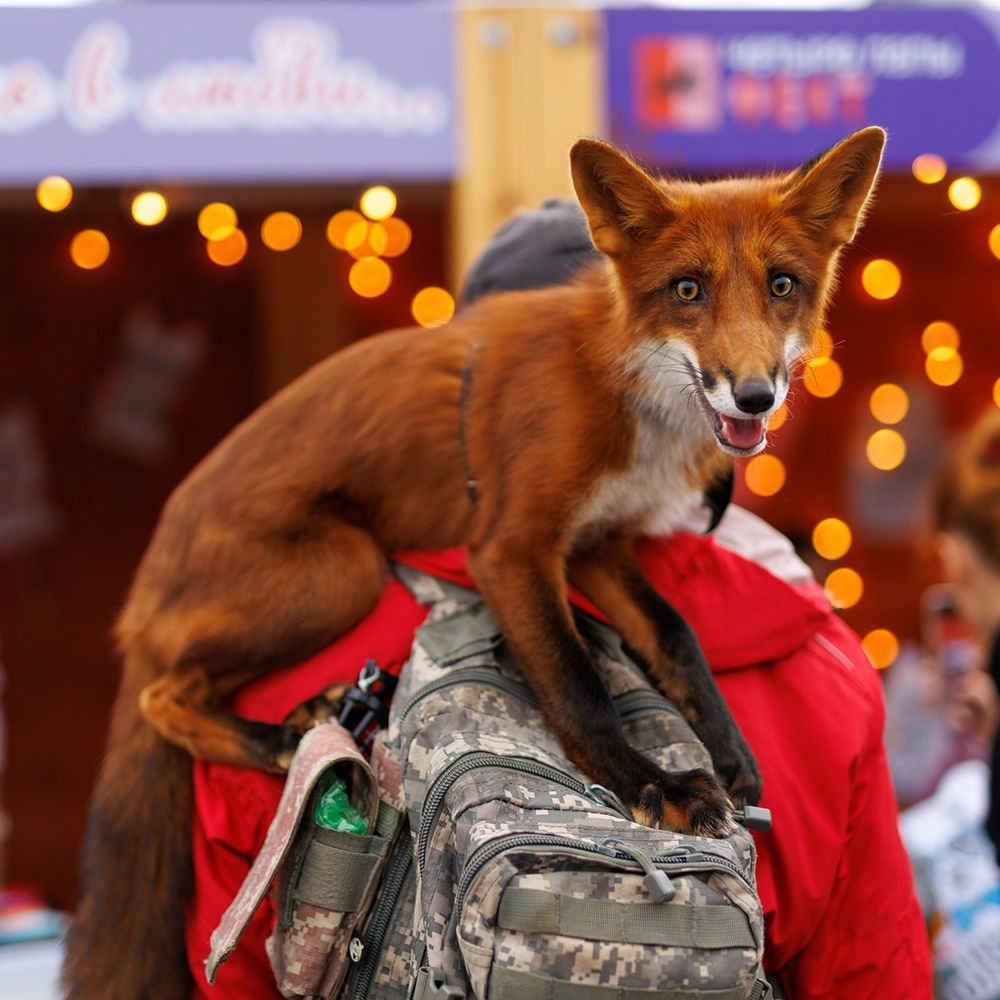 Итоги Четыре Лапы ФЕСТа 2025