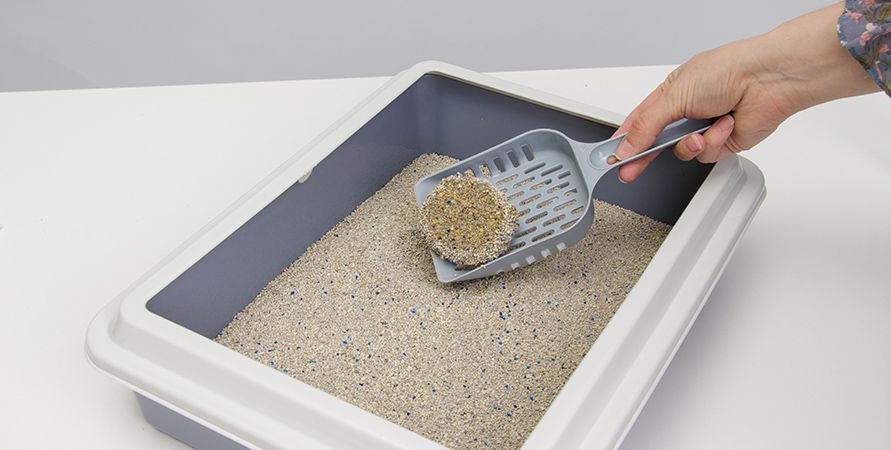 Как приучить котенка к лотку