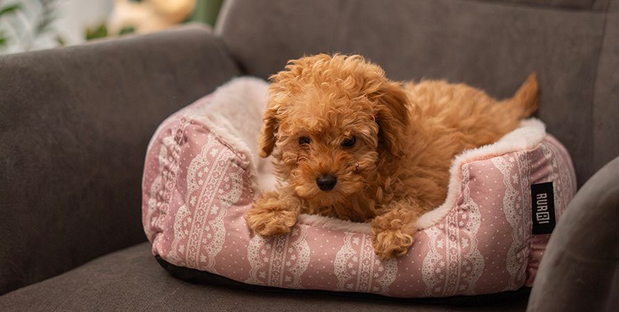 Собаки для детей: обзор пород, которые подойдут ребенку