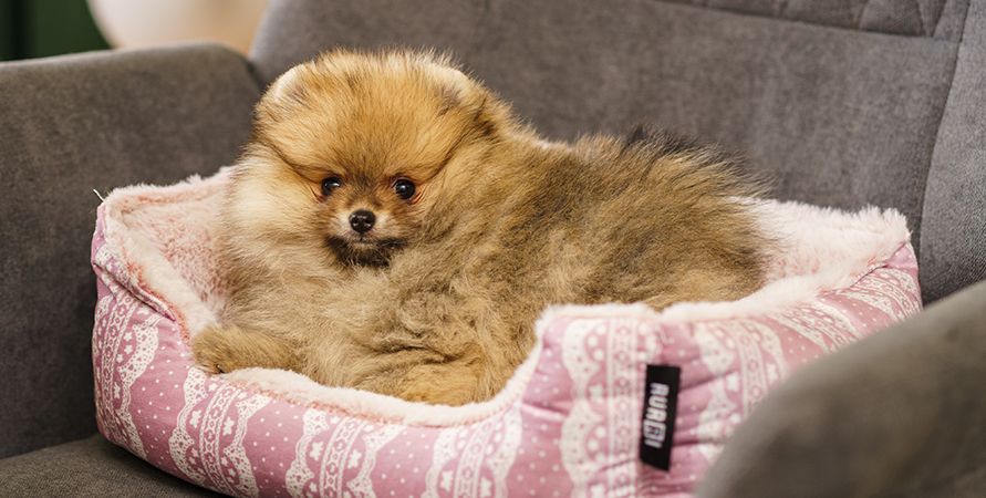 Померанский шпиц