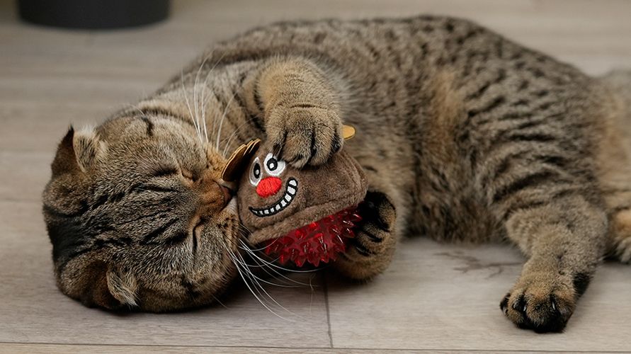 Шотландская порода кошки