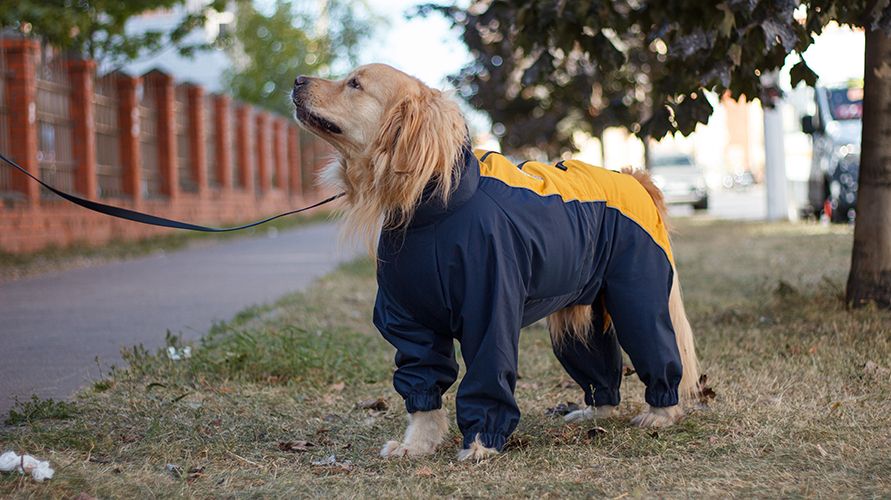 Как выбрать комбинезон для собаки