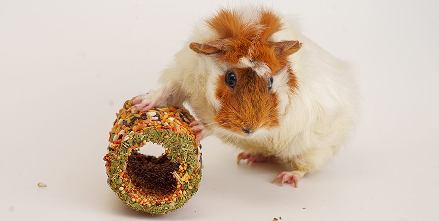 Особенности содержания морских свинок