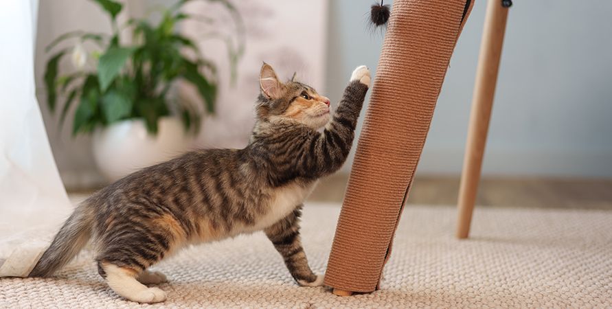 Адаптация котёнка в новом доме