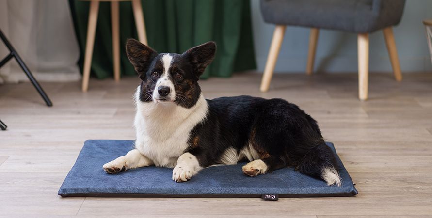 Вельш-корги: что это за порода?