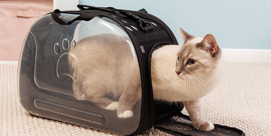 Как приучить кошку к переноске