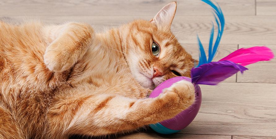 Кошка кусается – причины и что с этим делать