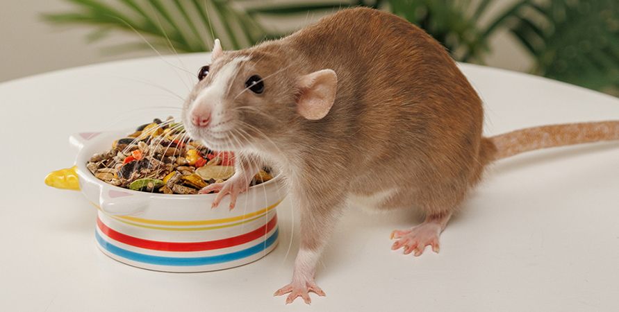 Содержание домашних крыс