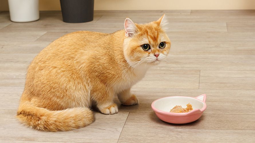 Классификация кормов для кошек