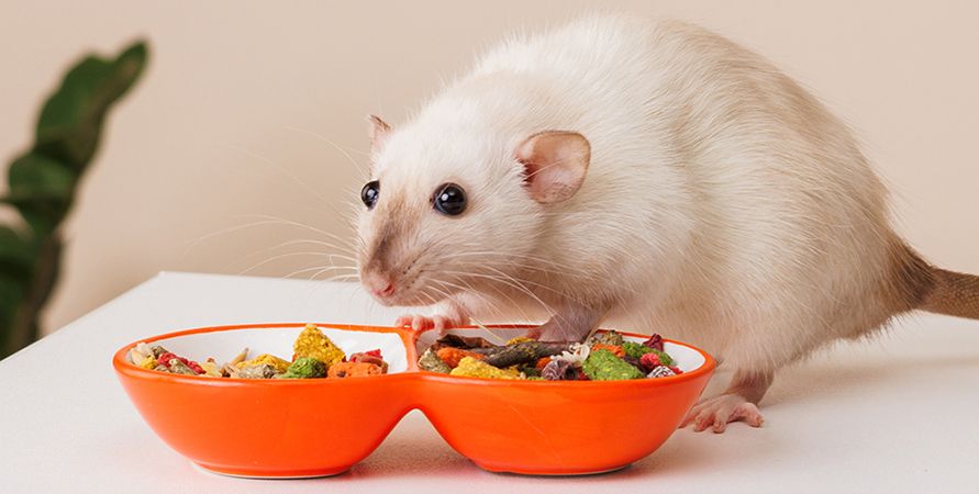 Содержание домашних крыс