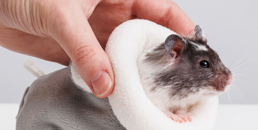 Содержание домашних крыс